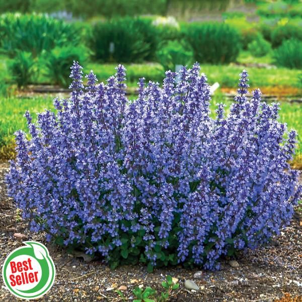 Cats Pajamas Catmint Flowers And Bulbs Veseys